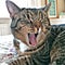 Tabby cat yawning