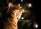 Tabby Cat Yawning in Front of Christmas Tree