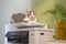 Tabby Cats sitting on a multifunction laser printer in home-office .