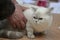 Tabby color point british shorthair