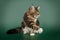 Tabby cute fluffy cat Maine Coon sitting on a green Studio background.