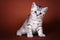 Tabby cute kitten british