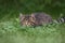 Tabby domestic cat hunting in the  grass