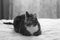 A tabby domestic cat lies on the cloth mat