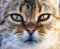 Tabby domestic cat portrait, eyes