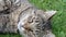 Tabby domestic cat sleeps on the grass