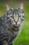 Tabby domestic cat on the terrace