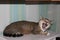 Tabby domestic cat yawns lying on the sofa in the apartment at home