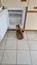 Tabby domestic long haired Feline in front of empty freezer
