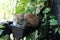 Tabby in flower pot