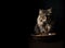Tabby fluffy cat sitting near the ceramic bowl of pet food. Black background with space for text