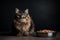 Tabby fluffy cat sitting near the metal bowl of pet food on black background with space for text