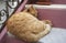Tabby ginger cat