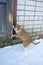 A tabby ginger cat asks to enter the house. The pet came from a walk and is scratching the front door with its claws