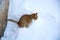 A tabby ginger cat poops in the snow. Pets relieve themselves outside in winter