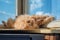 A tabby ginger cat is relaxing on the window sill