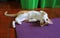 Tabby ginger white cat on the floor