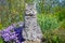 Tabby gray cat sitting on a stone near spring flowers in the garden. Pets walking outdoor adventure. Cat close up. The cat looks