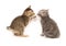 Tabby and gray kitten playing