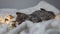 Tabby grey cat with Christmas garland lights,playing in bed, selective focus.