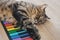 Tabby grey cat lying on the kids multi colored electronic piano. Funny resting cat.