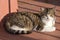 Tabby grey and white cat sunbathing on the wooden deck