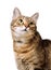 Tabby home adult cat looks up Isolated. Pet, animal