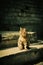 A tabby homeless cat sits on the steps of a building. Urban animal welfare