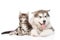 Tabby kitten and alaskan malamute dog together. on whit