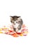 Tabby kitten amongst fallen petals