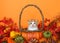 Tabby kitten in an autumn basket