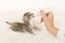 Tabby kitten being hand fed with a bottle of milk lying on a white fur background seen from the side