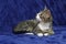 Tabby kitten on blue background