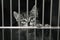 Tabby kitten in a cage