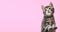 Tabby kitten on color background. Beautiful playful baby cat with paws on pink background. Pet animal on long web banner with copy