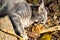 Tabby kitten in dry grass, autumn photo