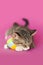 Tabby Kitten with easter egg sleeping