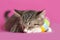 Tabby Kitten with easter egg sleeping