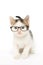 Tabby Kitten in Glasses