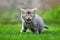 Tabby kitten in grass