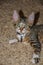 Tabby kitten with green eyes, big ears and name tag