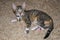 Tabby kitten with green eyes, big ears and name tag