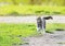 Tabby kitten happily running along the path on green meadow