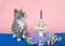 Tabby kitten Happy Birthday donut cake party