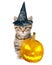 Tabby kitten with hat for halloween sitting near pumpkin. on white