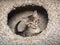 Tabby kitten jumping, framed inside the round opening on a cat condo. Her tail sticks up, so cute