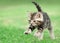 Tabby Kitten Jumping on Grass