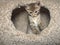 Tabby kitten jumping up, framed inside the opening on a cat condo