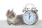 Tabby kitten laying on sheepskin blanket by clock, daylight savings concept