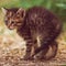 Tabby kitten like a prickly hedgehog stands alert in the garden